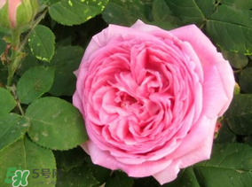 四月份開什么花？四月份什么花開？