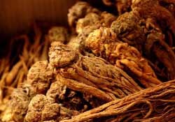 春天可以吃當(dāng)歸嗎？春天吃當(dāng)歸上火嗎？