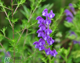 春天能吃丹參嗎？丹參什么人不能吃？