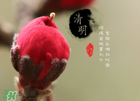 清明節(jié)為什么要吃清明果？為什么清明節(jié)要吃清明果？