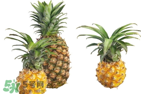 菠蘿可以吸甲醛嗎？菠蘿可以除甲醛嗎？