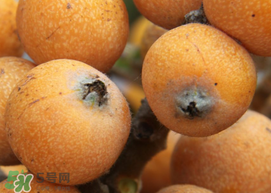 枇杷什么時候成熟？枇杷什么時候上市？