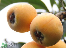 枇杷什么時候成熟？枇杷什么時候上市？