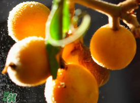 枇杷什么時候成熟？枇杷什么時候上市？