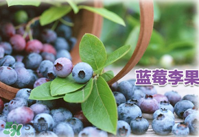 藍(lán)莓李果是假的嗎？火車上的藍(lán)莓李果是真的嗎？