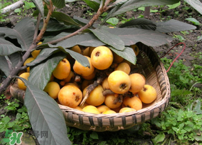 枇杷哪些人不能吃？哪些人不宜食用枇杷？