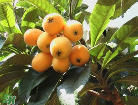 枇杷多少錢一斤？2017年枇杷多少錢一斤？