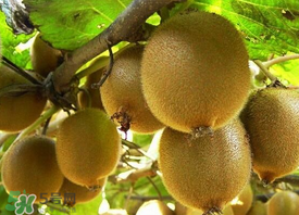 ?枇杷能和獼猴桃一起吃嗎？?枇杷可以和獼猴桃能一起吃嗎？