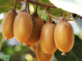 ?枇杷能和獼猴桃一起吃嗎？?枇杷可以和獼猴桃能一起吃嗎？