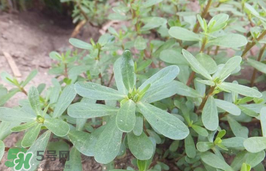 馬齒莧孕婦能吃嗎？馬齒莧孕婦可以外用嗎？