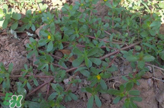 馬齒莧孕婦能吃嗎？馬齒莧孕婦可以外用嗎？