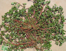 馬齒莧孕婦能吃嗎？馬齒莧孕婦可以外用嗎？