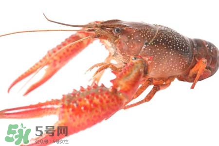 痛風(fēng)可以吃小龍蝦嗎？吃小龍蝦會引發(fā)痛風(fēng)嗎？