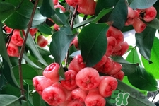 寶寶可以吃蓮霧嗎？寶寶多大能吃蓮霧？