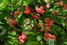 寶寶可以吃蓮霧嗎？寶寶多大能吃蓮霧？