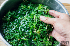 薺菜有草酸嗎？薺菜草酸高嗎？