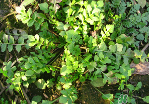 薺菜有草酸嗎？薺菜草酸高嗎？