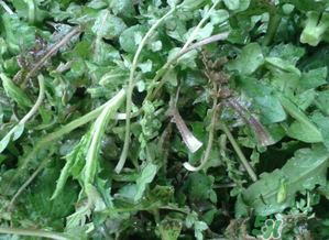 薺菜有草酸嗎？薺菜草酸高嗎？