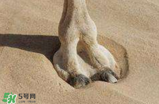 羊蹄鞋圖片 羊蹄鞋的穿法 羊蹄鞋圖片 羊蹄鞋的穿法