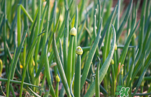 薺菜和蔥能一起吃嗎？薺菜餃子可以放蔥嗎？