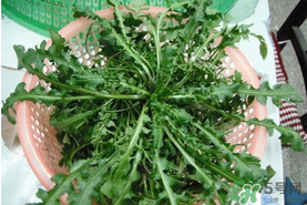 野生薺菜孕婦能吃嗎？野薺菜孕婦可以吃嗎？