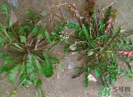 野生薺菜孕婦能吃嗎？野薺菜孕婦可以吃嗎？