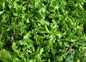 薺菜水有什么好處？薺菜水的功效與作用