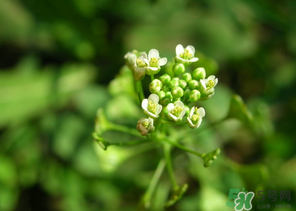 薺菜水有什么好處？薺菜水的功效與作用