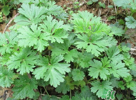 蒿子是艾葉嗎？蒿子和艾葉的區(qū)別