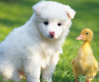 狗狗能吃薺菜嗎？狗吃了薺菜會(huì)生病嗎？