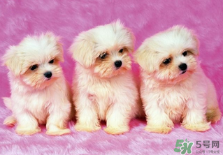 狗狗能吃薺菜嗎？狗吃了薺菜會(huì)生病嗎？