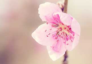 清明節(jié)還有桃花嗎？清明節(jié)去哪里看桃花？