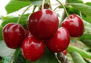 山東櫻桃什么時(shí)候上市？山東櫻桃什么時(shí)候成熟？