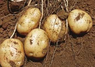清明節(jié)能種土豆嗎？土豆什么時(shí)候種植？