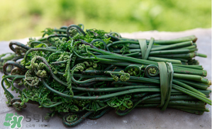 蕨菜能吃嗎？蕨菜可以吃嗎？