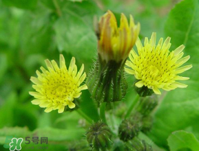 苦菜什么時候有？苦菜幾月份有？