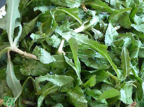 苦菜什么時候有？苦菜幾月份有？