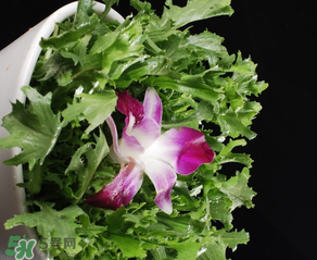 苦菜什么時候有？苦菜幾月份有？