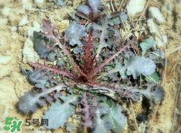 苦菜有幾種？苦菜有幾種圖片