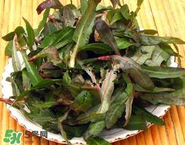 苦菜有幾種？苦菜有幾種圖片