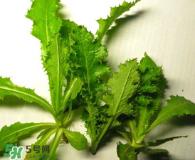 苦菜有幾種？苦菜有幾種圖片