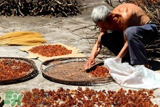 桃膠可以美容嗎？桃膠真的可以美容嗎？