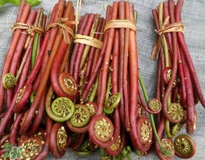 蕨菜是發(fā)物嗎？蕨菜是不是發(fā)物嗎？
