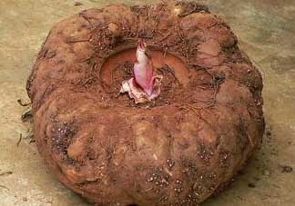 魔芋什么人不能吃？魔芋哪些人不能吃？