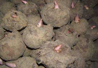 魔芋什么時(shí)候種植？魔芋怎么種植技術(shù)？