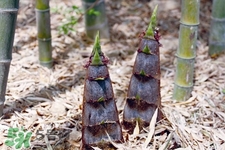 春筍熱量高嗎？吃春筍會(huì)發(fā)胖嗎？