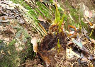 春筍不能和什么同吃？春筍不能和什么一起吃？