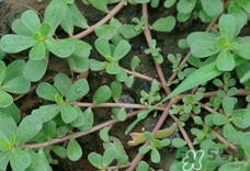 豬婆菜的營(yíng)養(yǎng)價(jià)值_豬婆菜的功效與作用及食用方法 豬婆菜的營(yíng)養(yǎng)價(jià)值_豬婆菜的功效與作用及食用方法