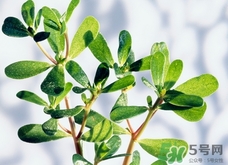 豬婆菜的營(yíng)養(yǎng)價(jià)值_豬婆菜的功效與作用及食用方法 豬婆菜的營(yíng)養(yǎng)價(jià)值_豬婆菜的功效與作用及食用方法