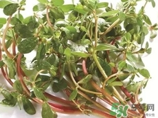 豬婆菜的營(yíng)養(yǎng)價(jià)值_豬婆菜的功效與作用及食用方法 豬婆菜的營(yíng)養(yǎng)價(jià)值_豬婆菜的功效與作用及食用方法